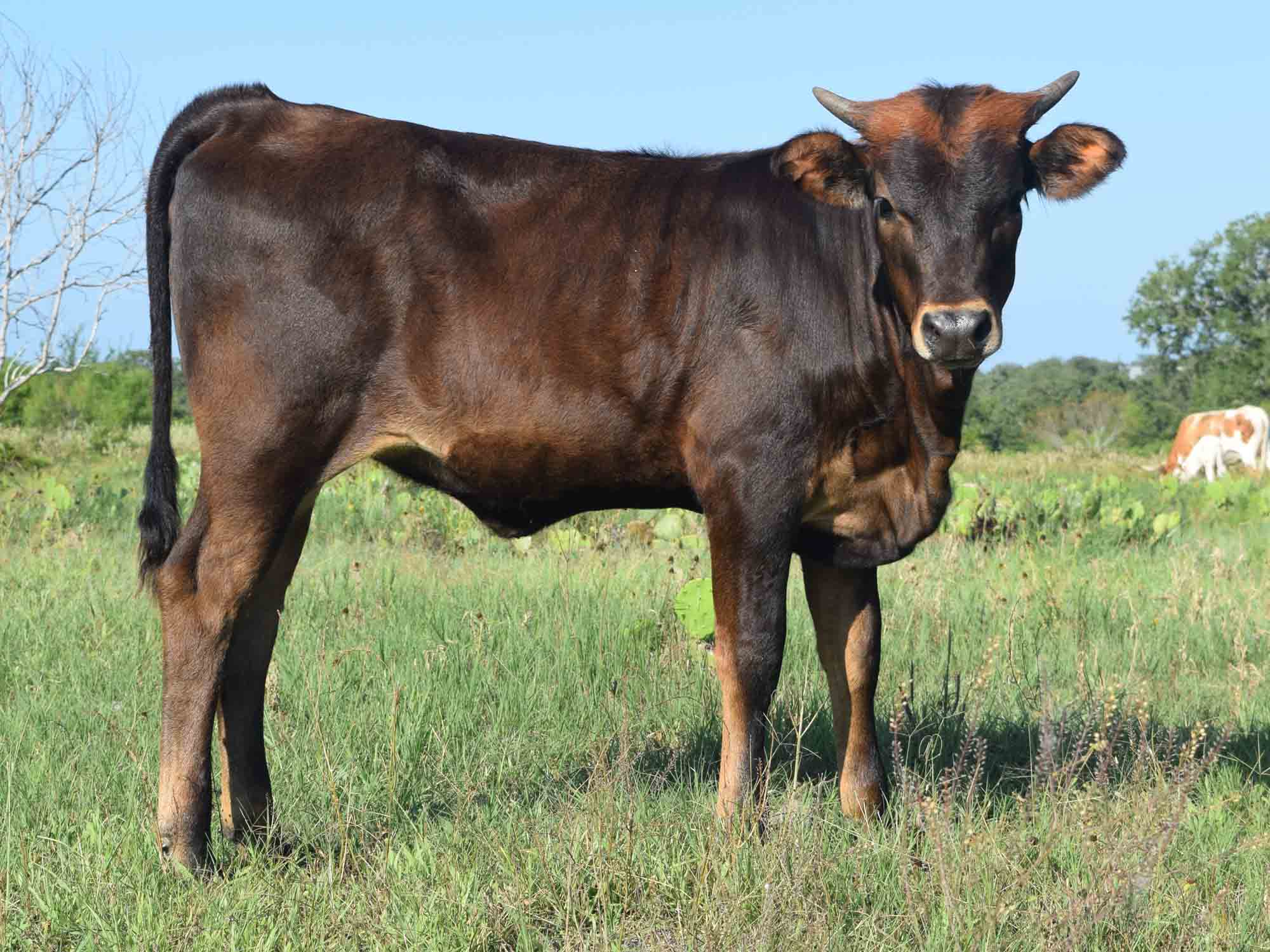 Rocking O Longhorns Texas Longhorn heifer calves for sale
